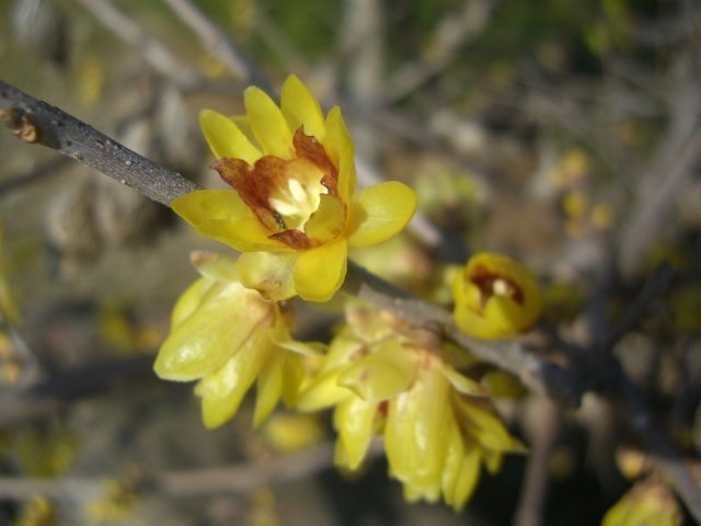 f0137275_5313548.jpg
