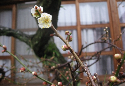 １月１１日「梅が咲いた」_f0003283_1547415.jpg