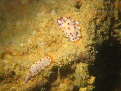 f0080385_2110591.jpg