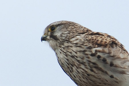 島根鳥の旅2・チョウゲンボウ。_d0133295_0205220.jpg