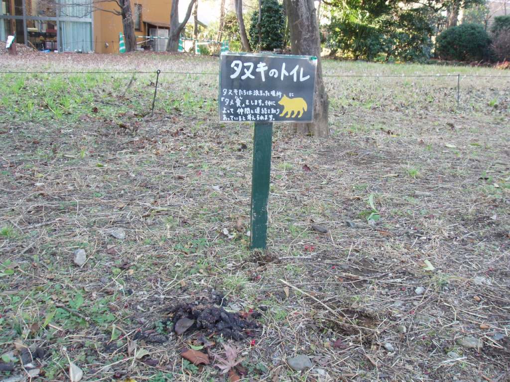 タヌキのトイレ_b0049307_22114385.jpg
