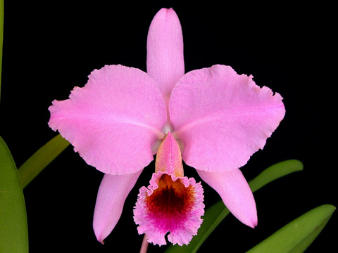 C Percivaliana Albert カトレア栽培日記 C Percivaliana Albert カトレア栽培日記