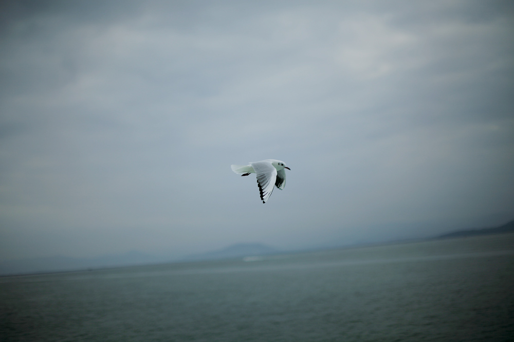 ☆ Seagull ☆_d0004832_2081772.jpg