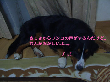 e0124868_13135071.jpg