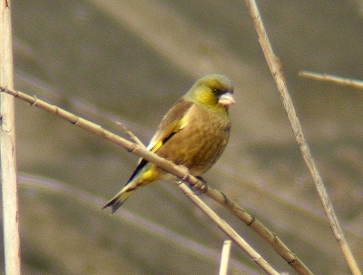 菜食主義、純粋のベジタリアン・・・「カワラヒワ」_d0019074_7405610.jpg