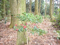 c0153477_16555814.jpg