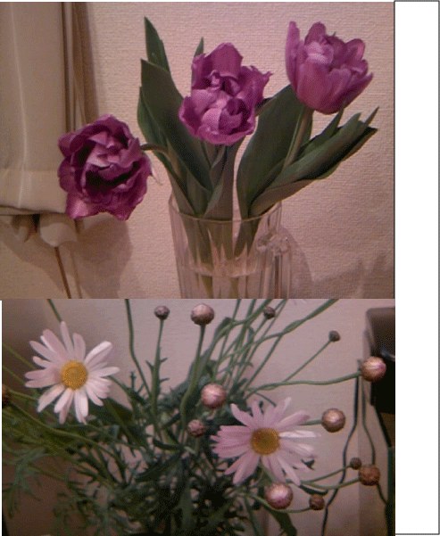 d0140490_938784.gif