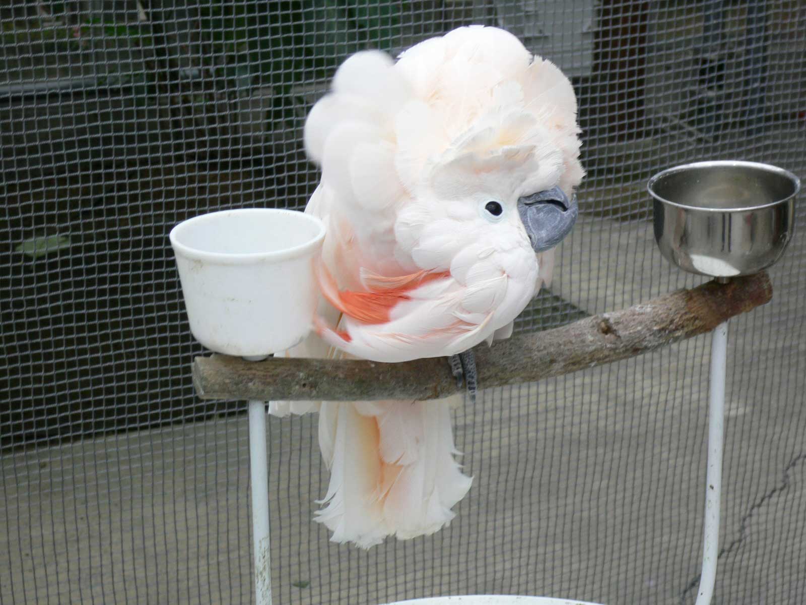 神戸花鳥園こんぱまるに搬入 ペンギン インコ陶つうしん