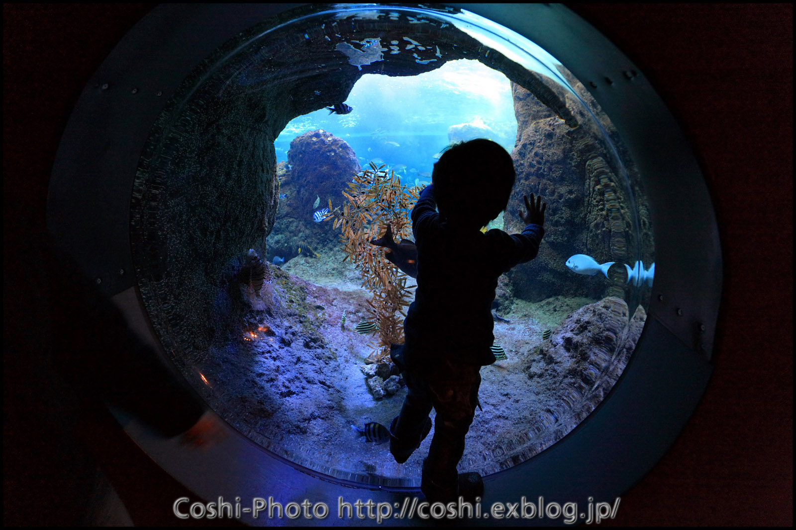 今更ですが新江ノ島水族館にて・前編・・・・16-35LII_a0110096_1339119.jpg