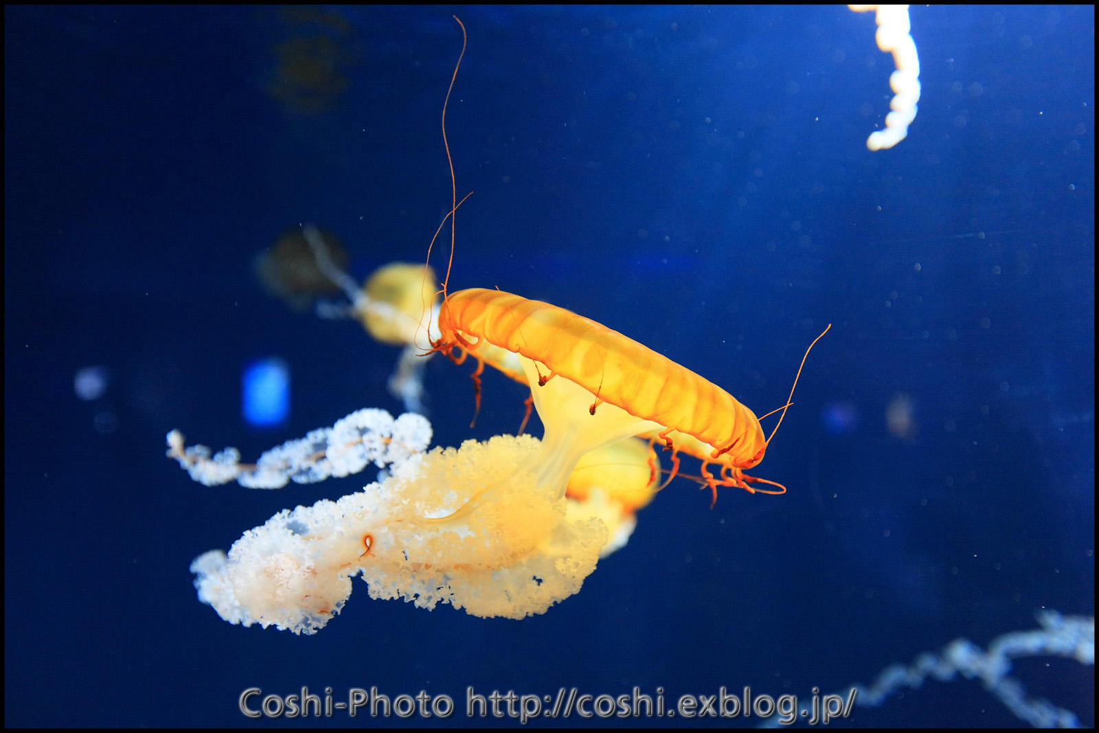 今更ですが新江ノ島水族館にて・前編・・・・16-35LII_a0110096_1342920.jpg