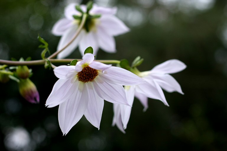 花と向かい合う日_f0002701_7404039.jpg