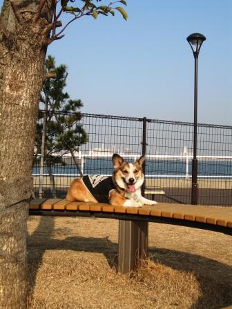 海の近くのドッグラン ~城南島海浜公園_f0155118_23592310.jpg