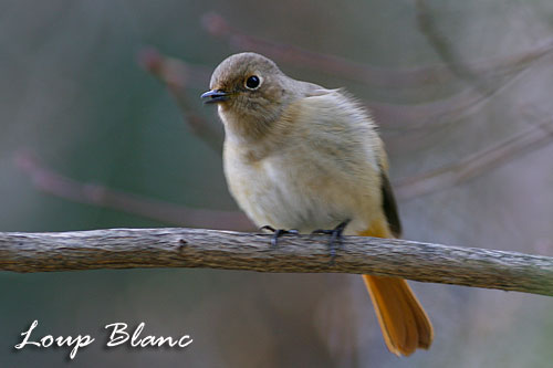 ジョウビタキ　#2　　Daurian Redstart_d0134923_18444484.jpg