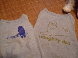 犬用Ｔシャツ_f0054731_23334881.jpg