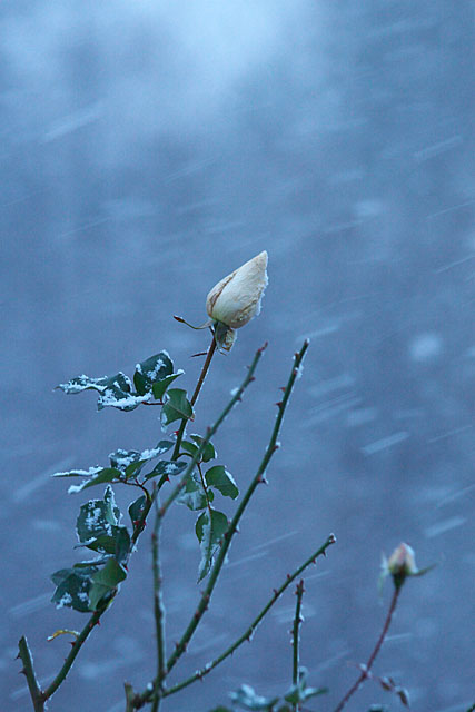 c0067040_2212175.jpg