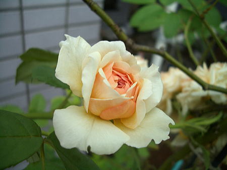 Kiwiのワクチン_c0157047_17174213.jpg