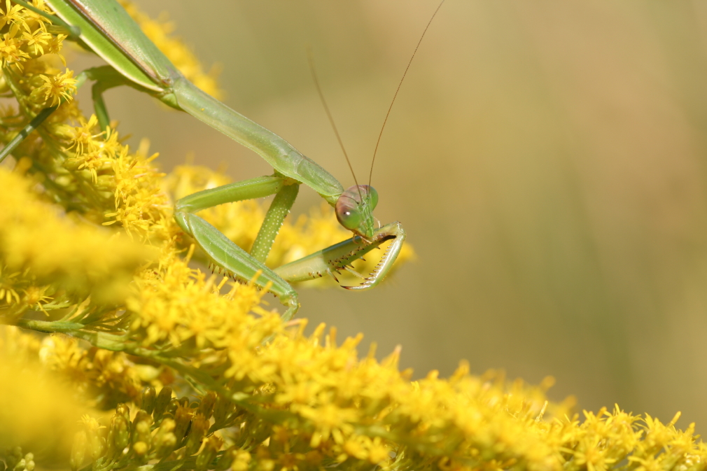 カマキリの魅力_d0137562_15272814.jpg