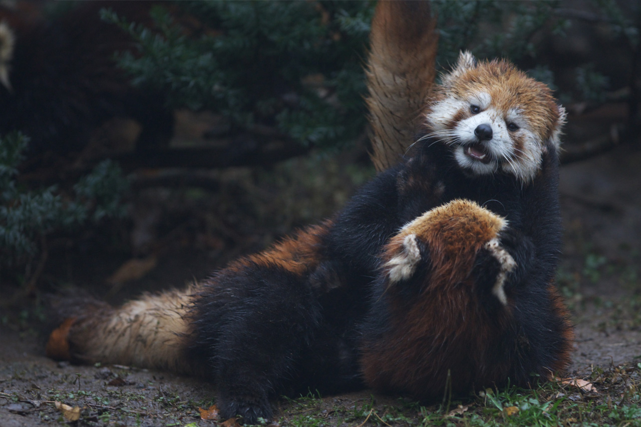 多摩動物公園229_e0060169_6233979.jpg