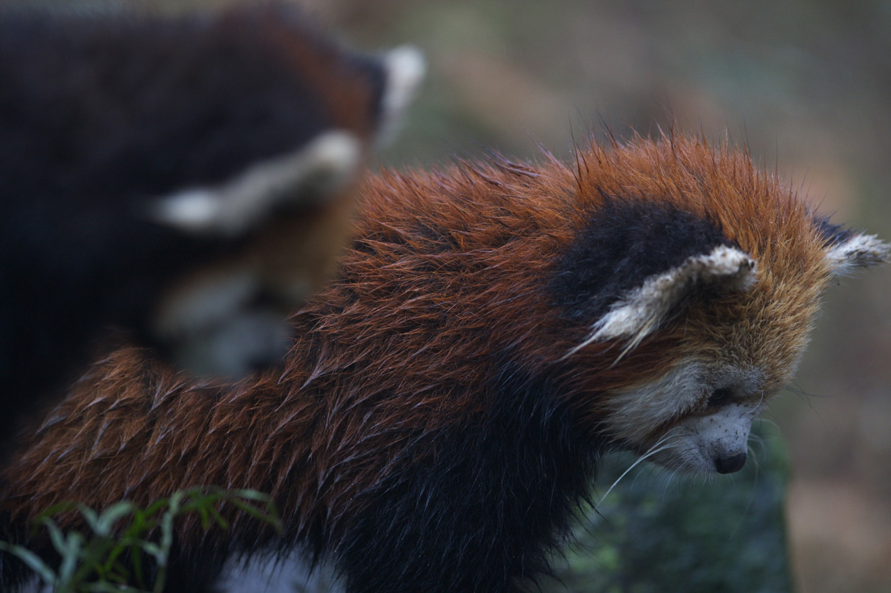 多摩動物公園229_e0060169_624591.jpg