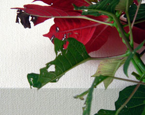 f0086169_2337256.jpg