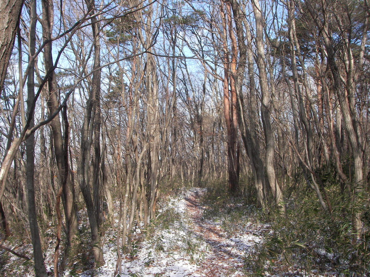 青葉の森１月観察会は雪景色_f0100593_1519397.jpg