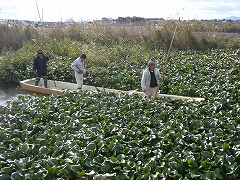 西の湖和船運行ルート整備　その２_e0093407_13303387.jpg