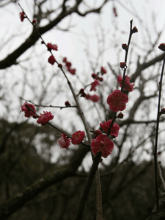 e0080117_20384225.gif