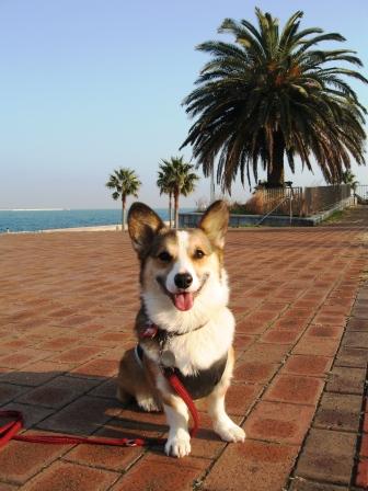 海の近くのドッグラン ~城南島海浜公園_f0155118_043111.jpg