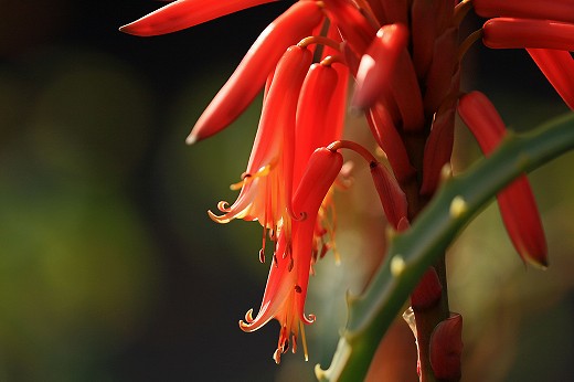 風の道の花-PartⅠ_d0029333_2023581.jpg