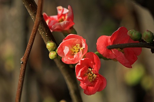 風の道の花-PartⅠ_d0029333_20292417.jpg