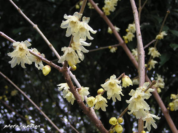 ソシンロウバイ（素心蝋梅）やマンゲツロウバイ（満月蝋梅）が咲き出