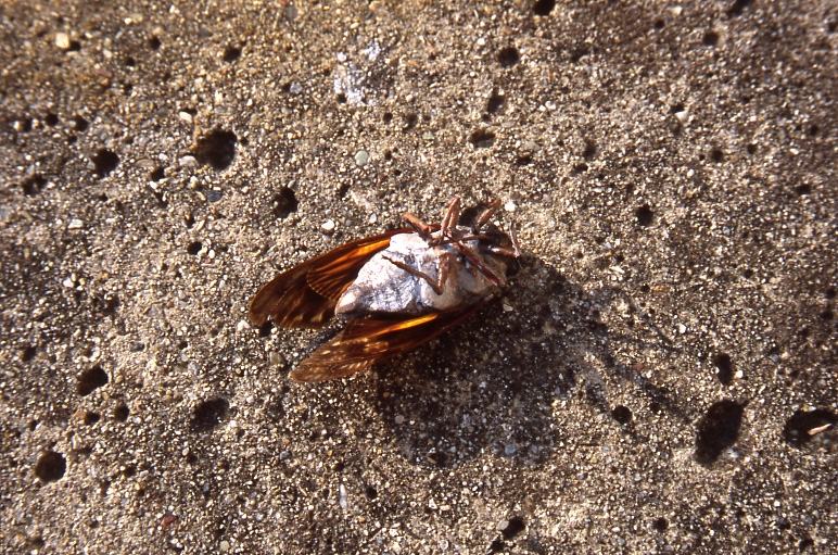d0089742_2342294.jpg