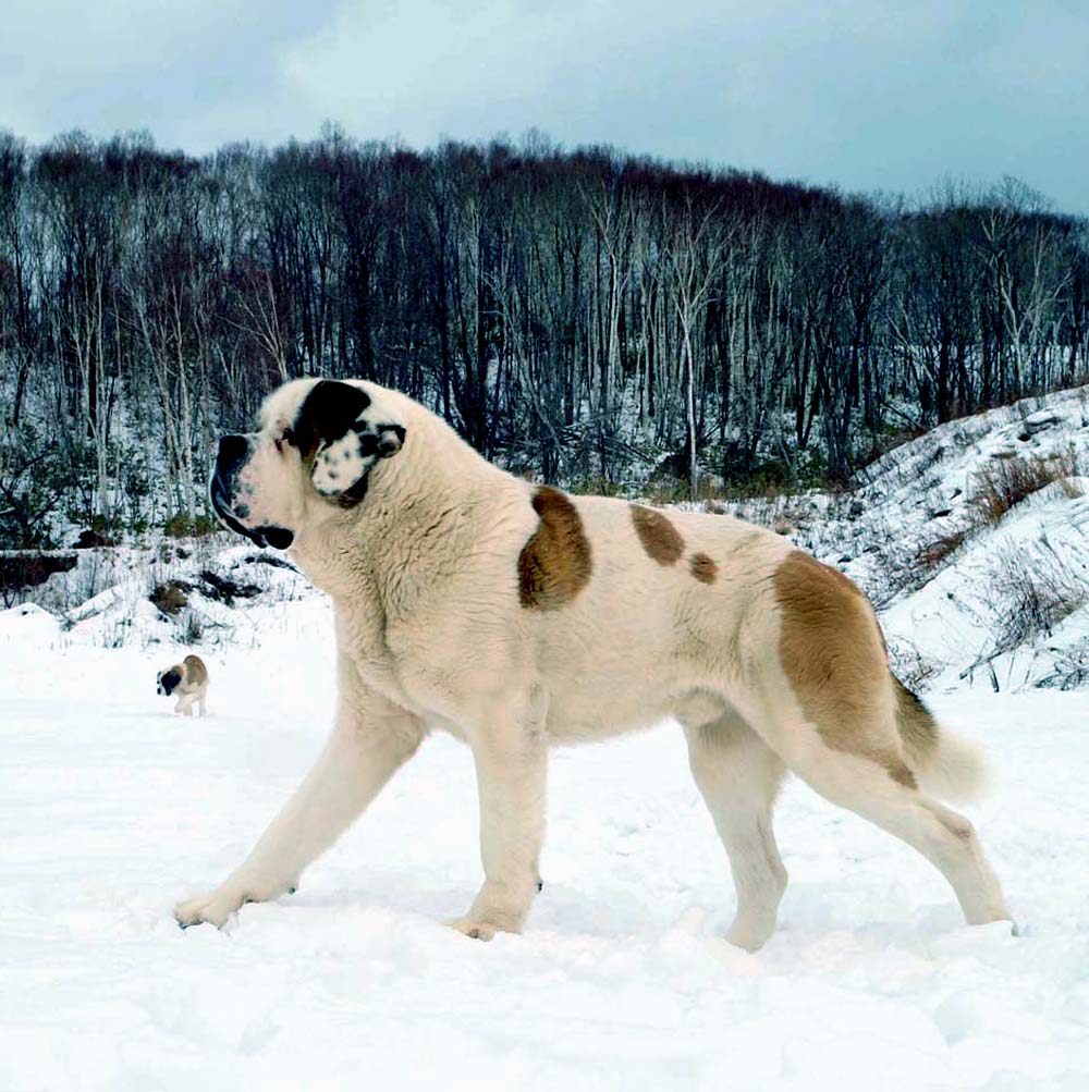 愛犬の「主従関係」と「躾」_a0009446_17473117.jpg