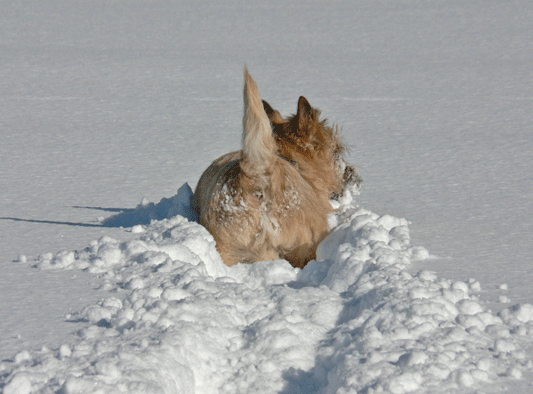 c0147548_21135026.gif