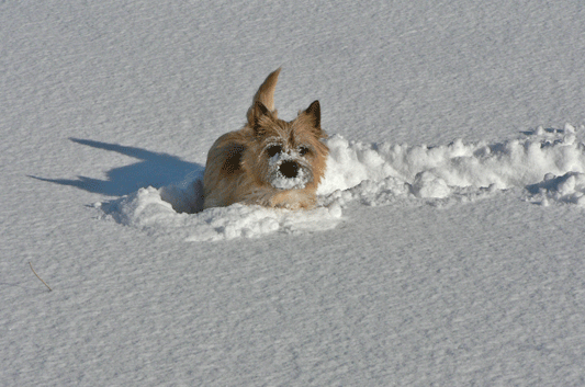 c0147548_21155153.gif