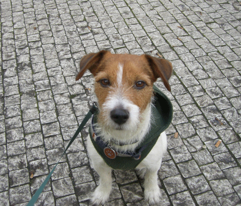 f0077150_1737413.gif