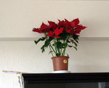 f0086169_02423.jpg