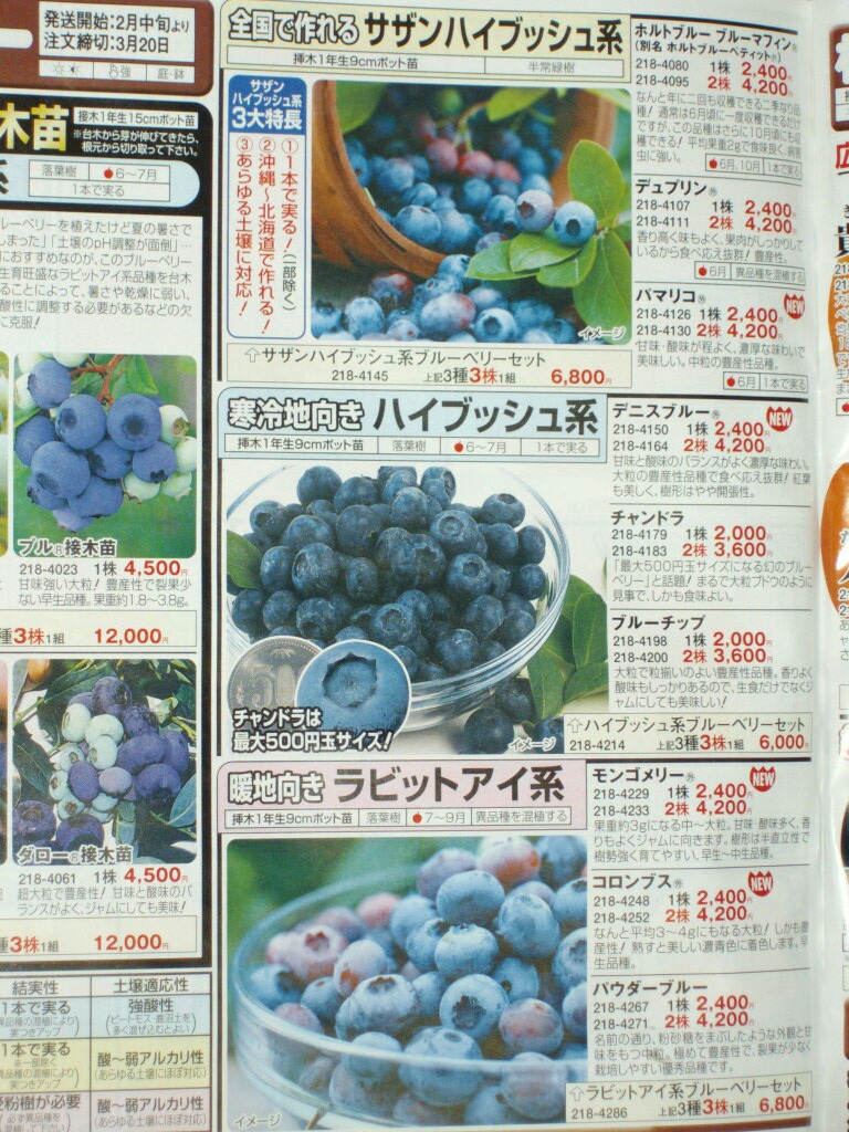 国華園のカタログのブルーベリー ブルーベリーの育て方 栽培 ブルーベリー ノート Blueberrynote 国華園のカタログのブルーベリー ブルーベリーの育て方 栽培 ブルーベリー ノート Blueberrynote