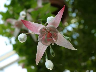 お花 と 餃子　in 神戸_c0046587_21124620.jpg