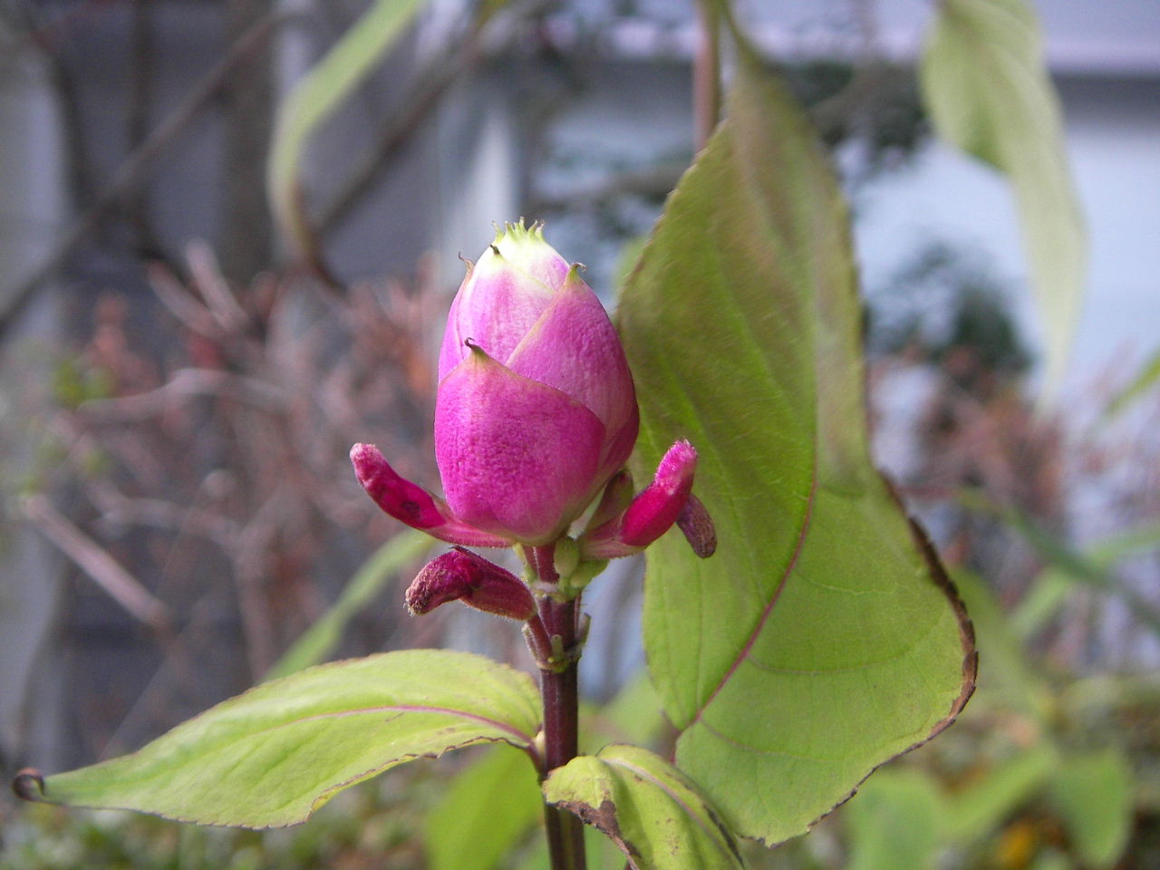 ビジネス街の冬の花壇_f0100593_13471562.jpg