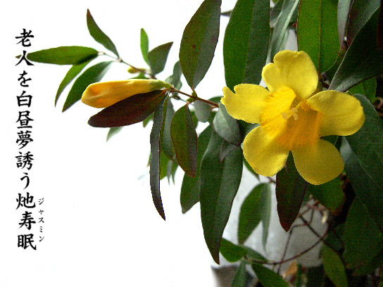 ジャスミン 写真俳句 一日一写句