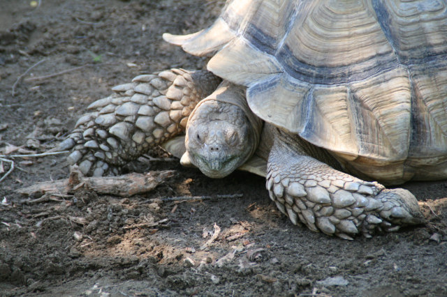 アルダブラゾウガメ 動物園をブラブラと きままな写真blog
