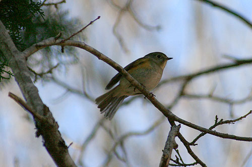 ルリビタキ　　Red-flanked Bluetail_d0134923_18444645.jpg