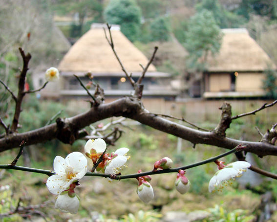 梅の花咲く_c0144038_19401360.jpg