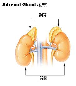 副腎とは・・・_d0070361_14574299.jpg