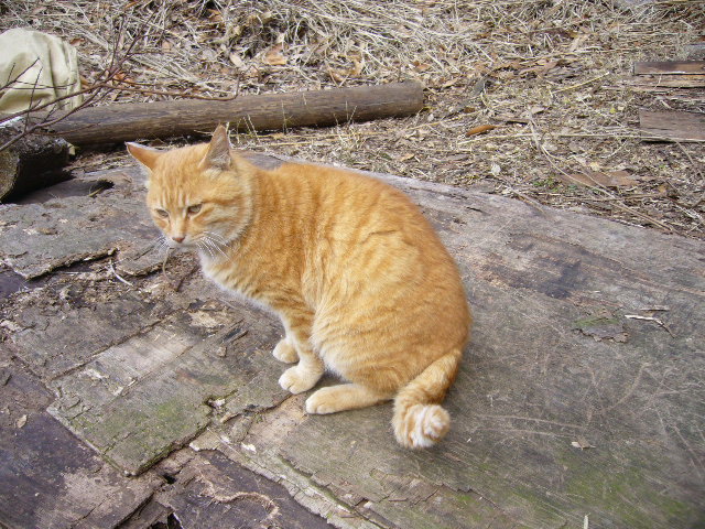 1月15日(火)ノラ猫ちゃんとはばのりとナポリ!_f0060461_2138213.jpg
