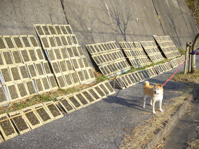 1月15日(火)ノラ猫ちゃんとはばのりとナポリ!_f0060461_21462253.jpg