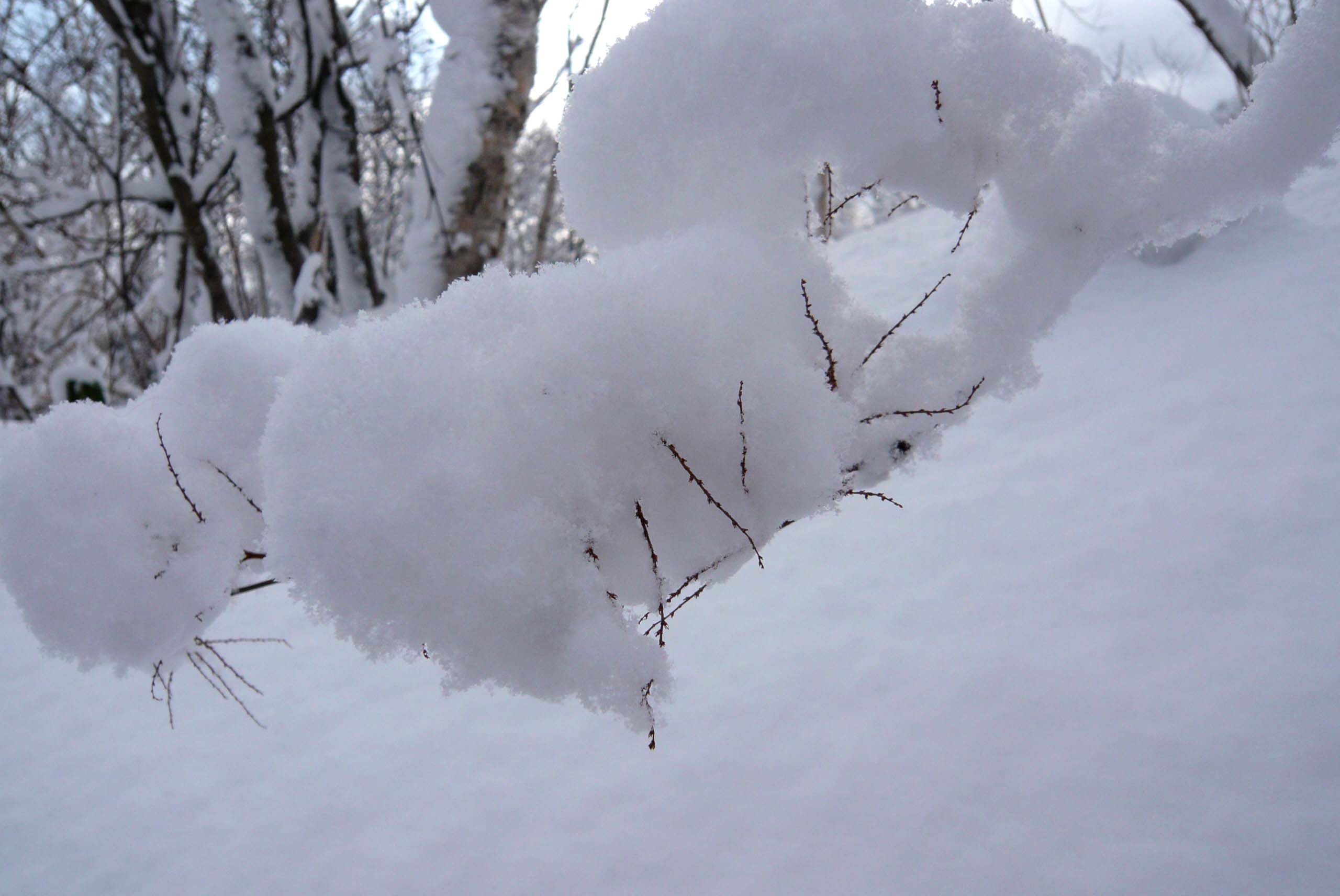 「もーりす」の雪像_e0122168_0104367.jpg