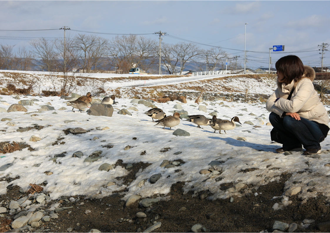 白鳥 in 猿ヶ石川_f0054868_23374430.jpg