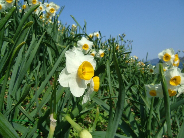 野母崎（のもざき）水仙祭り2008_e0101769_9485677.jpg